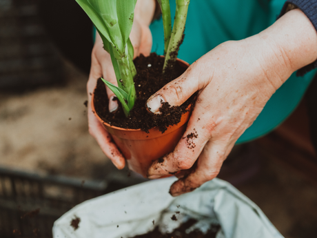 Tips for Keeping Potted Plants Healthy Year-Round