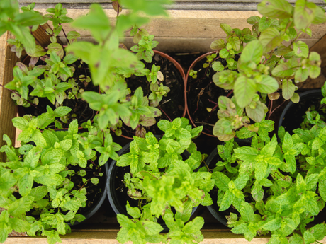 DIY Raised Beds for Vegetables and Herbs