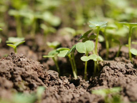 How to Choose the Right Potting Soil
