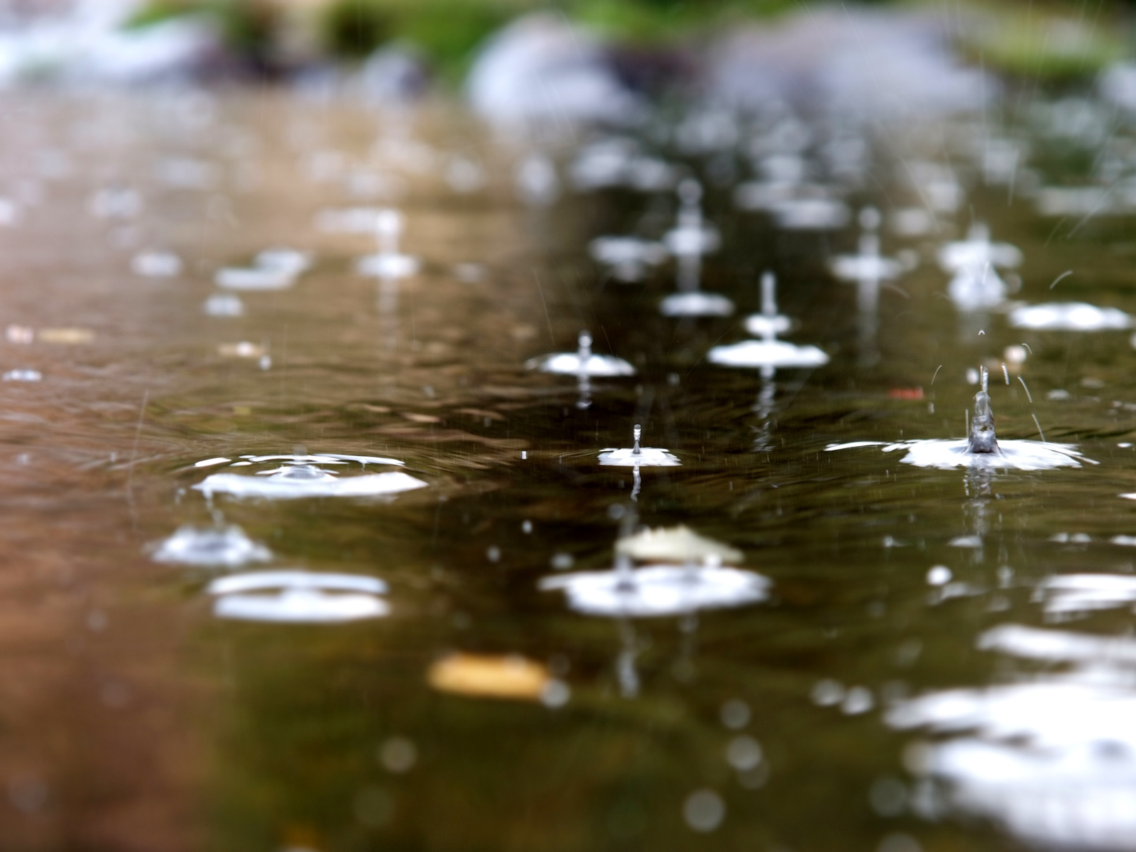 Rainy Season Survival: Protecting Your Plants in Florida