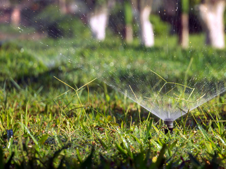 Winter Lawn Care Tips for North Florida