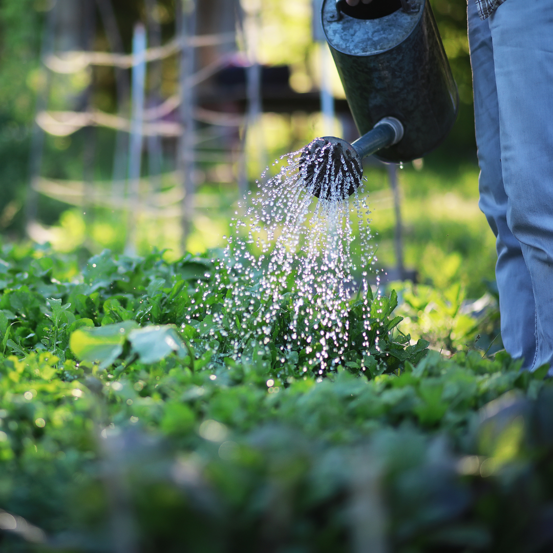 Cultivating a Water-Wise Garden: Tips for Conservation