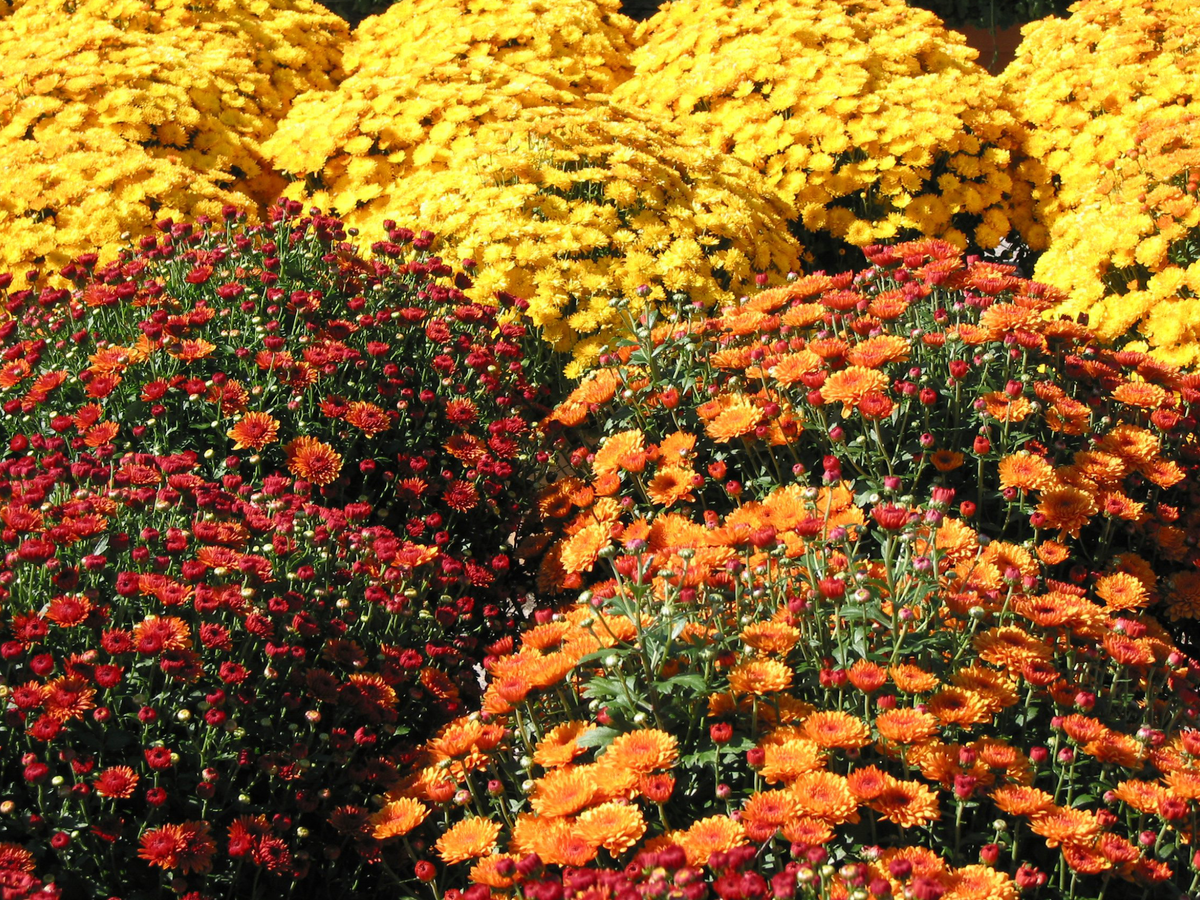 Fall Landscaping Tips for North Florida