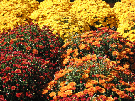 Fall Landscaping Tips for North Florida
