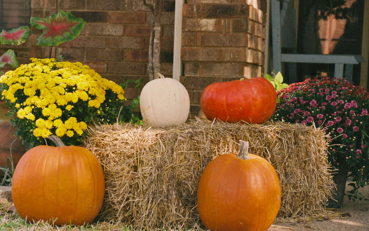 Is Your Yard Ready for Fall? A North Florida Checklist