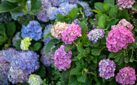 What Your Favorite Plant Says About You