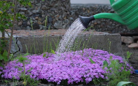 Six Common Landscaping Myths Worth Rethinking
