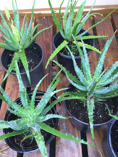 5 Reasons to Grow Aloe