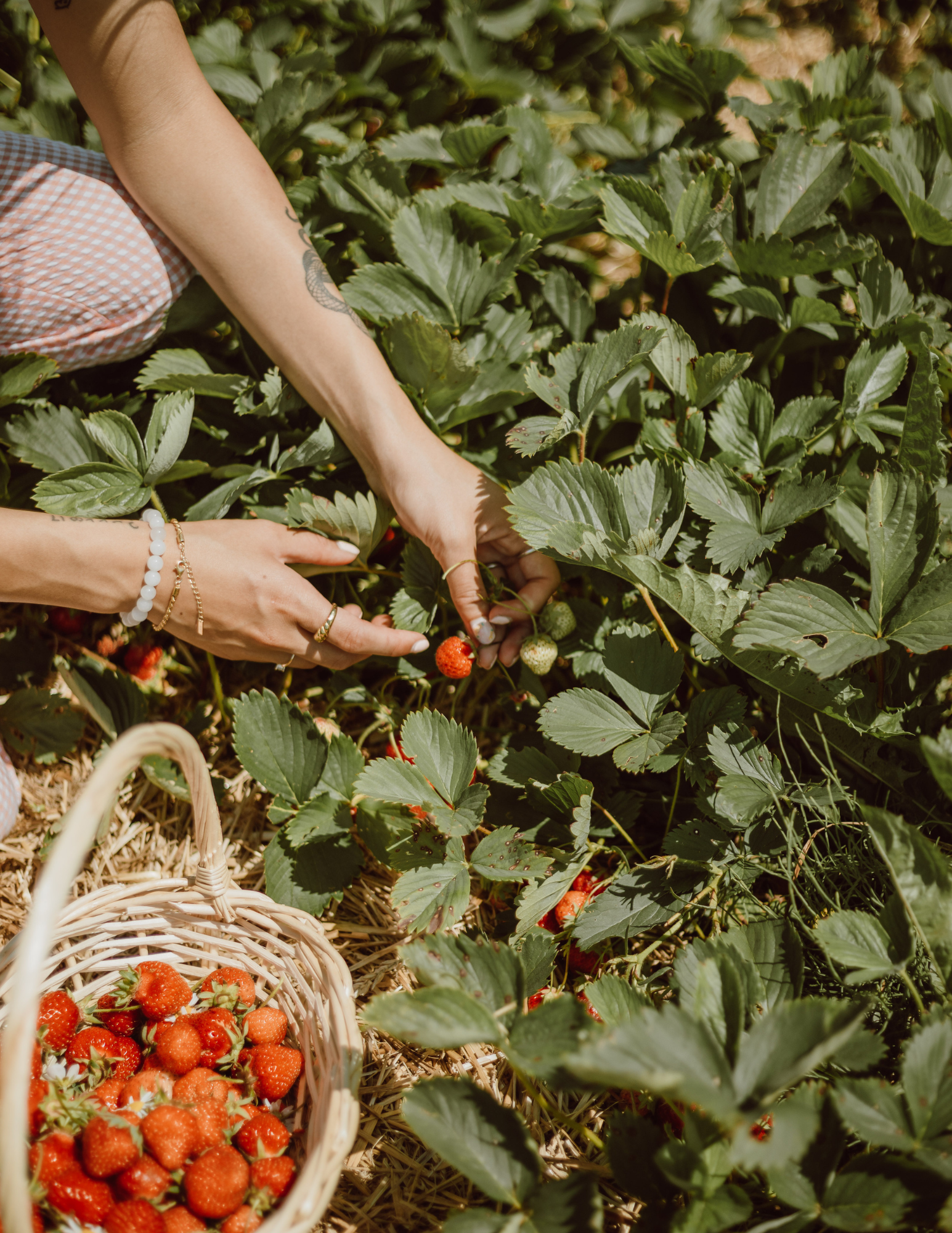 Edibles to Plant in August