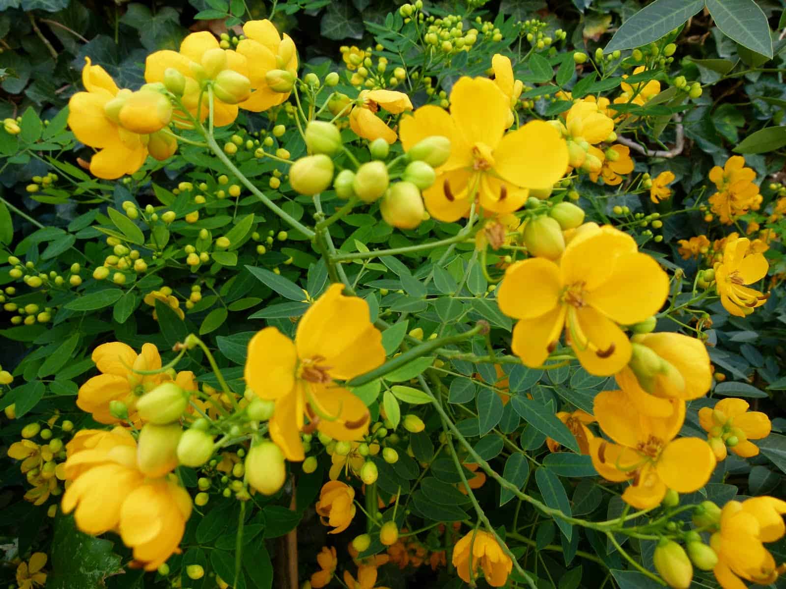 Cassia Tree