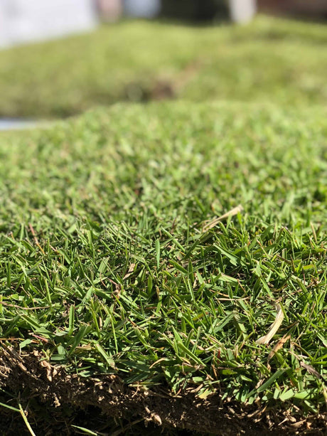 Identifying and Preventing Summer Lawn Issues