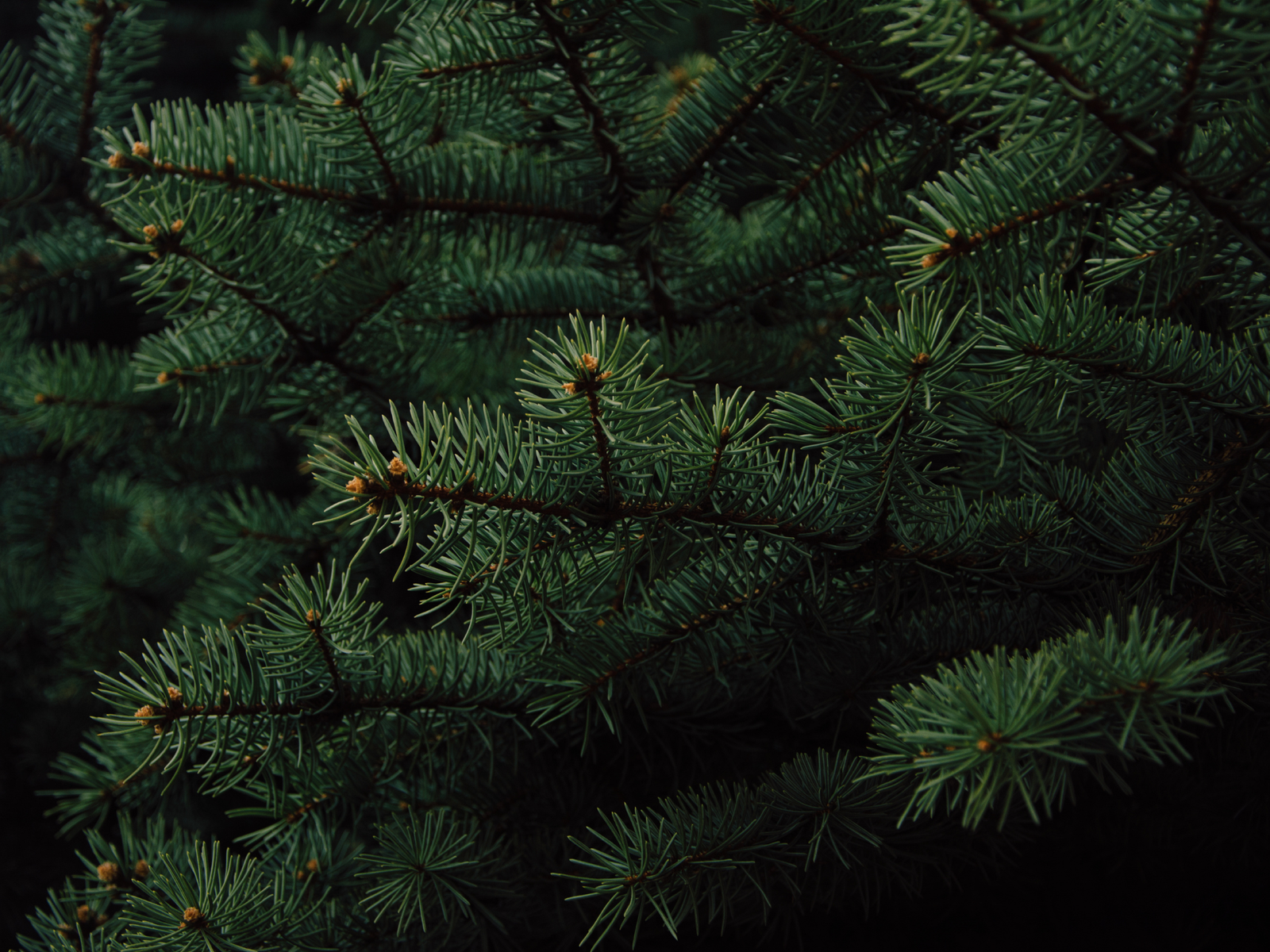 Why Fraser Firs Are the Best Christmas Trees for Florida Homes