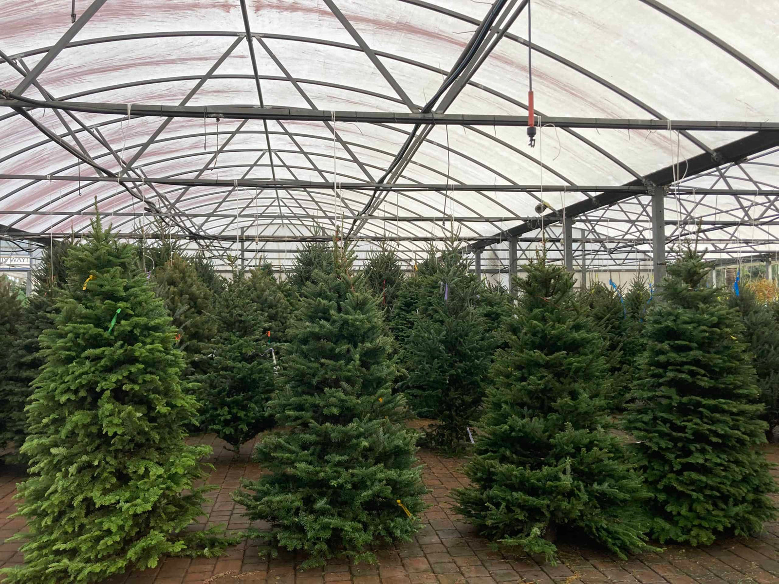 Christmas Tree Prices