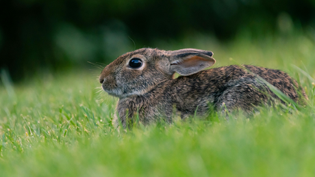 Keeping Critters Out of Your Landscape