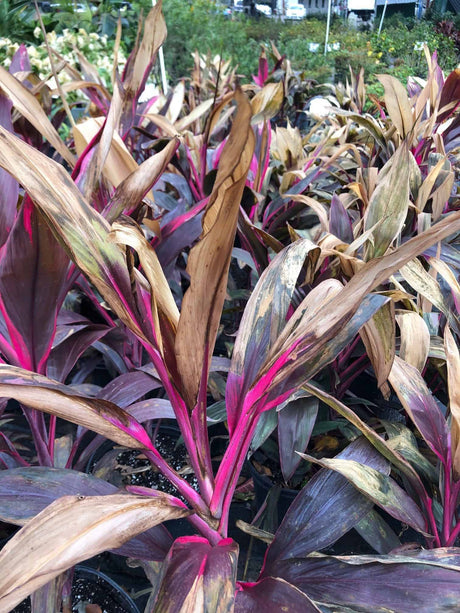 How to Care for Freeze Damaged Plants