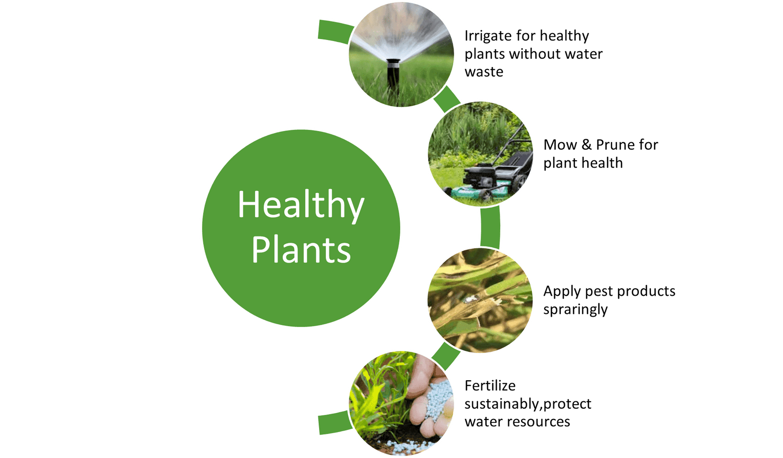 Healthy Plants