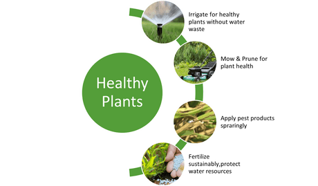 Healthy Plants