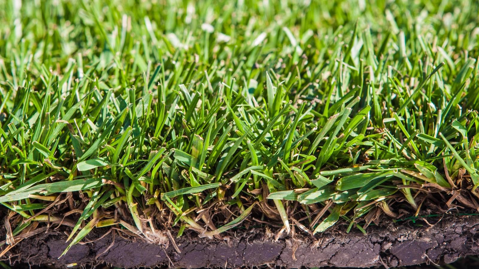 The Secret Long-Lasting Sod
