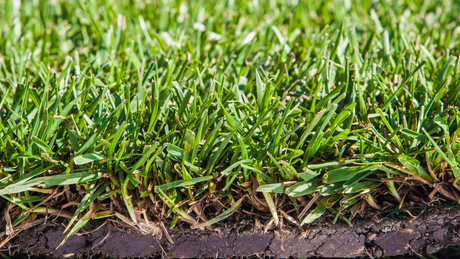 The Secret to Long-Lasting Sod