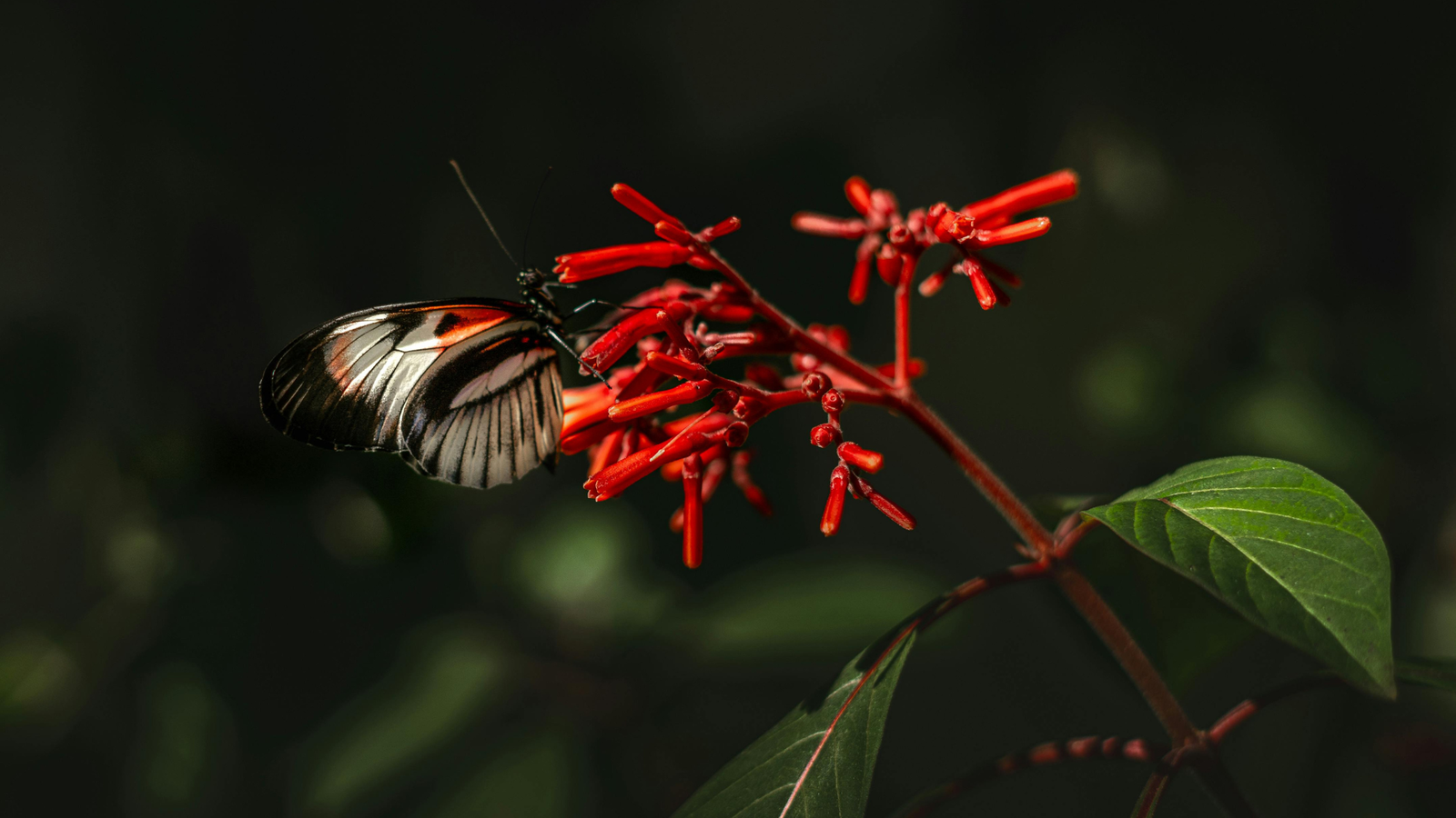 butterfly on firebush