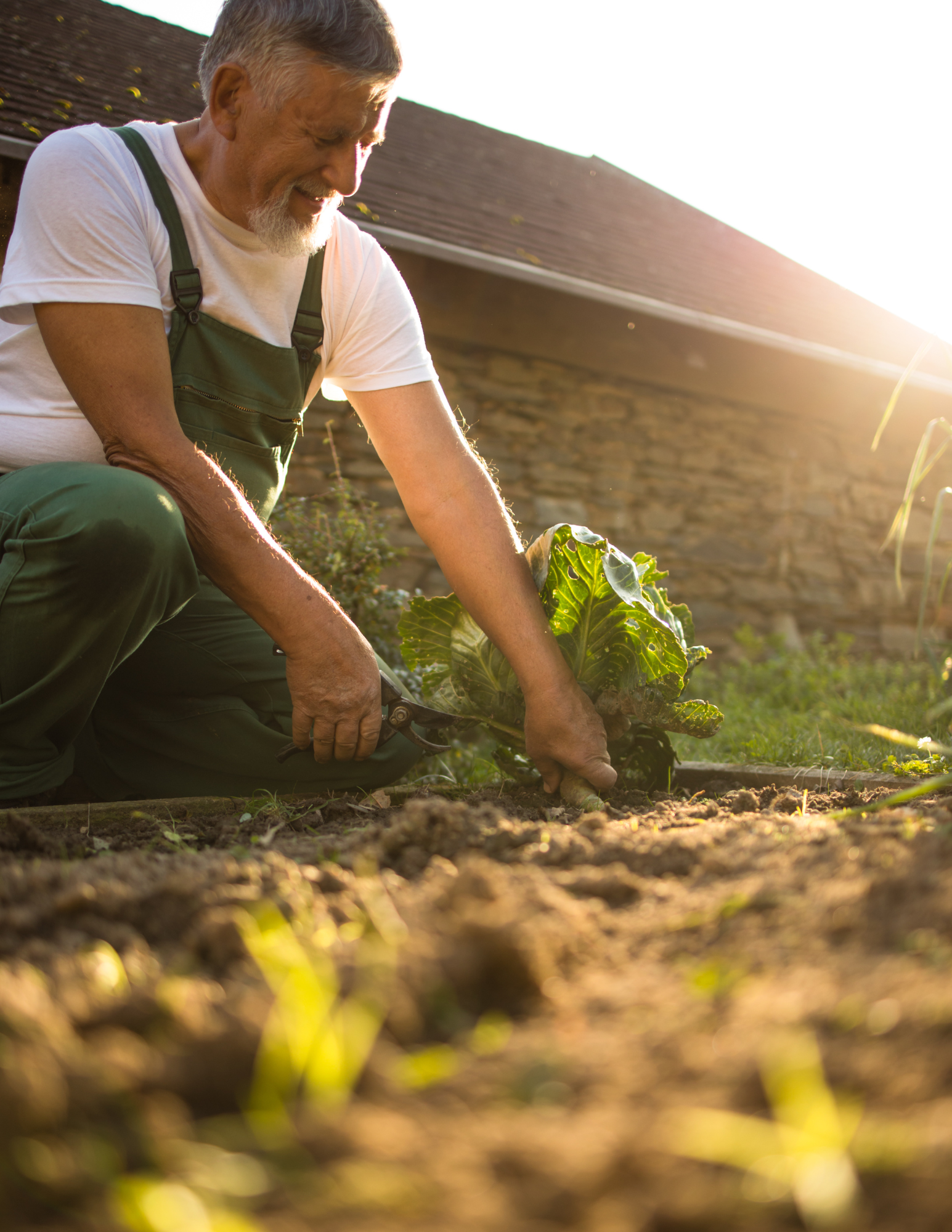 Edibles To Plant In November