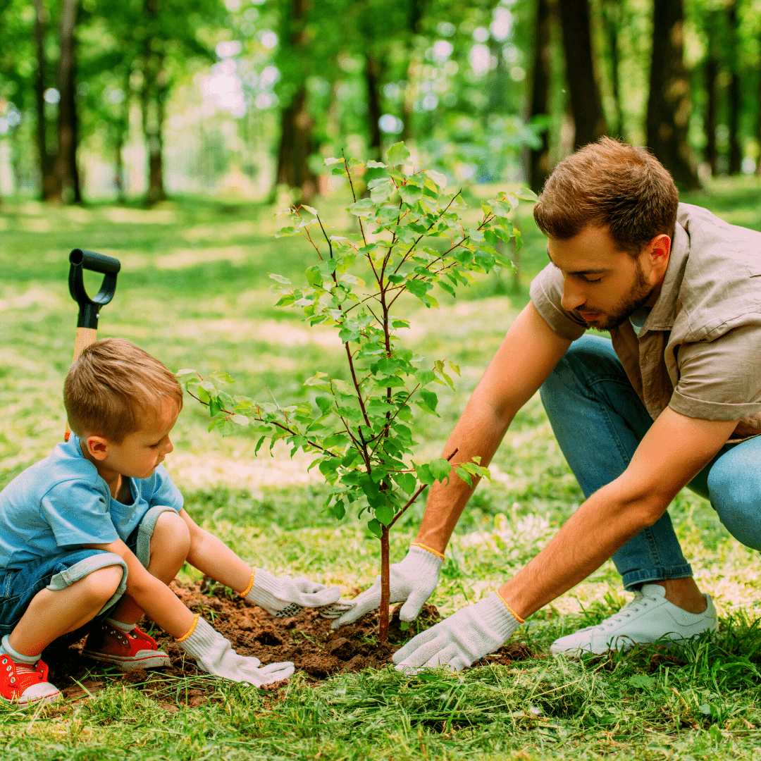 Transplanting Tips