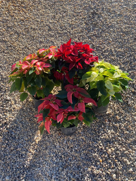 How to care for Poinsettias