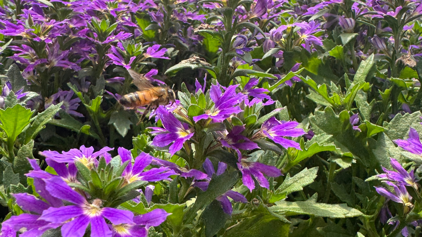 Best Plants for Pollinators in Florida