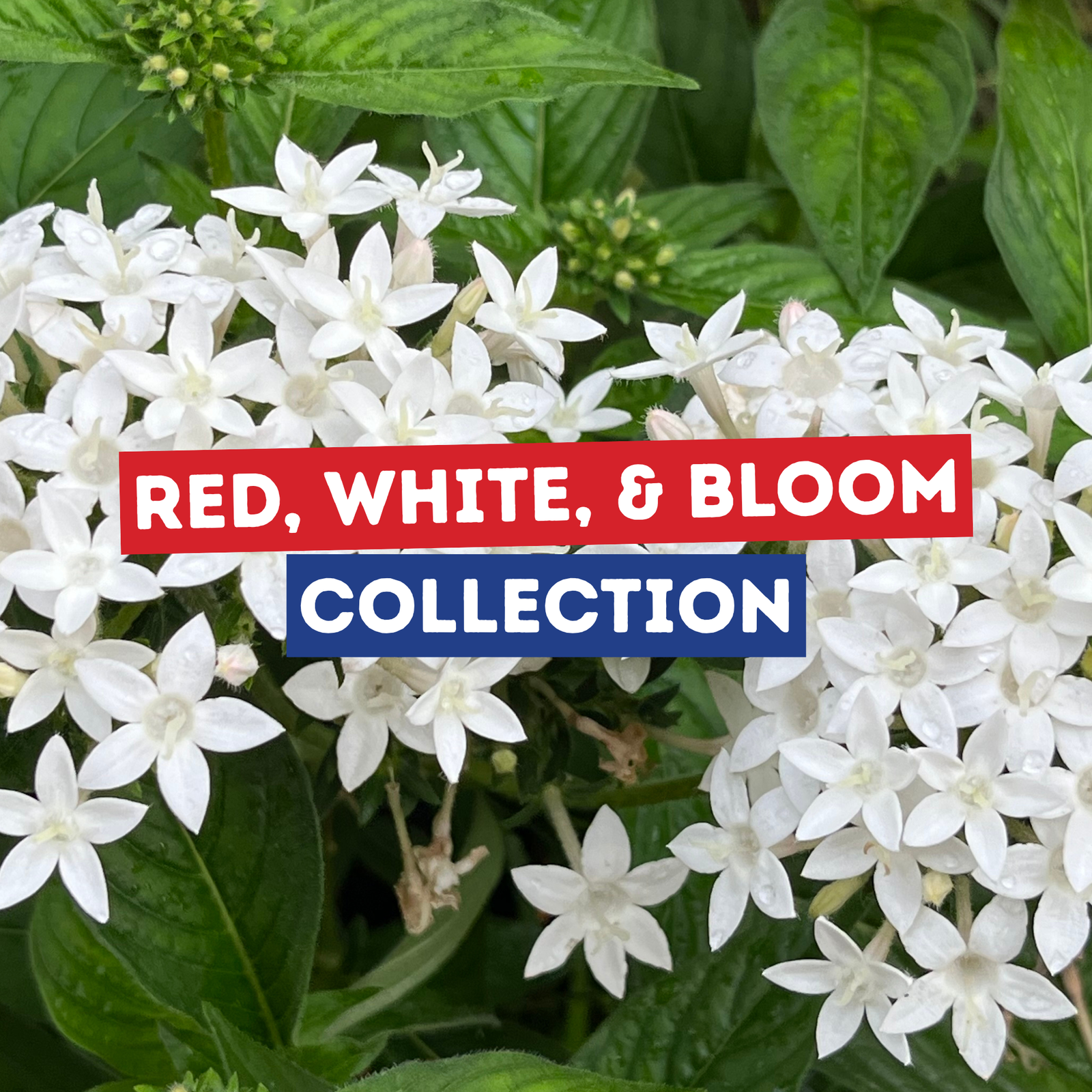 July's Red, White, and Bloom Collection