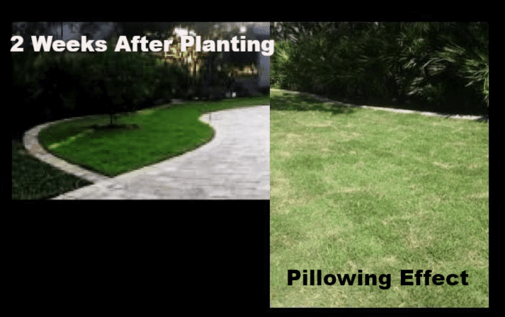 TIPS FOR REMOVING AND LAYING SOD