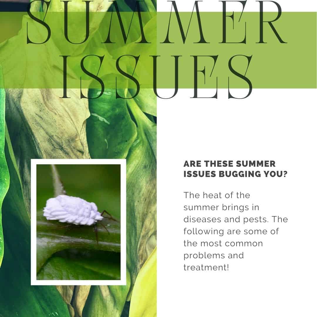 Summer Issues