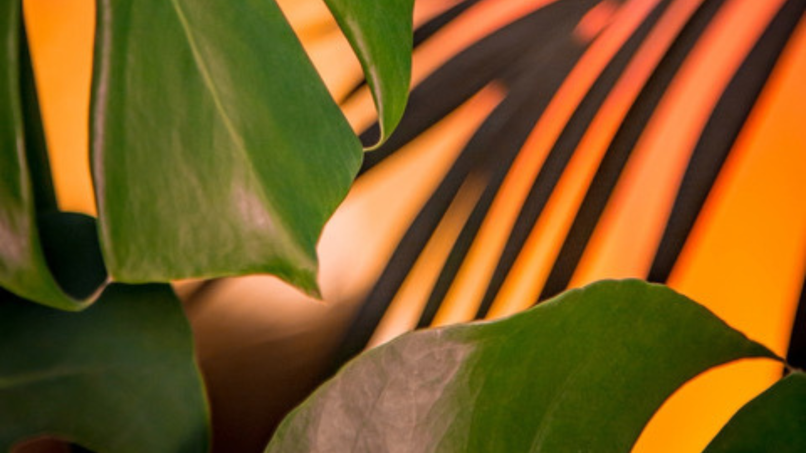 Plant Safety in Your Landscape: What You Should Know About Toxicity