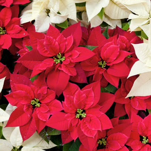 Poinsettias 