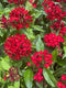 Red, White, and Bloom
