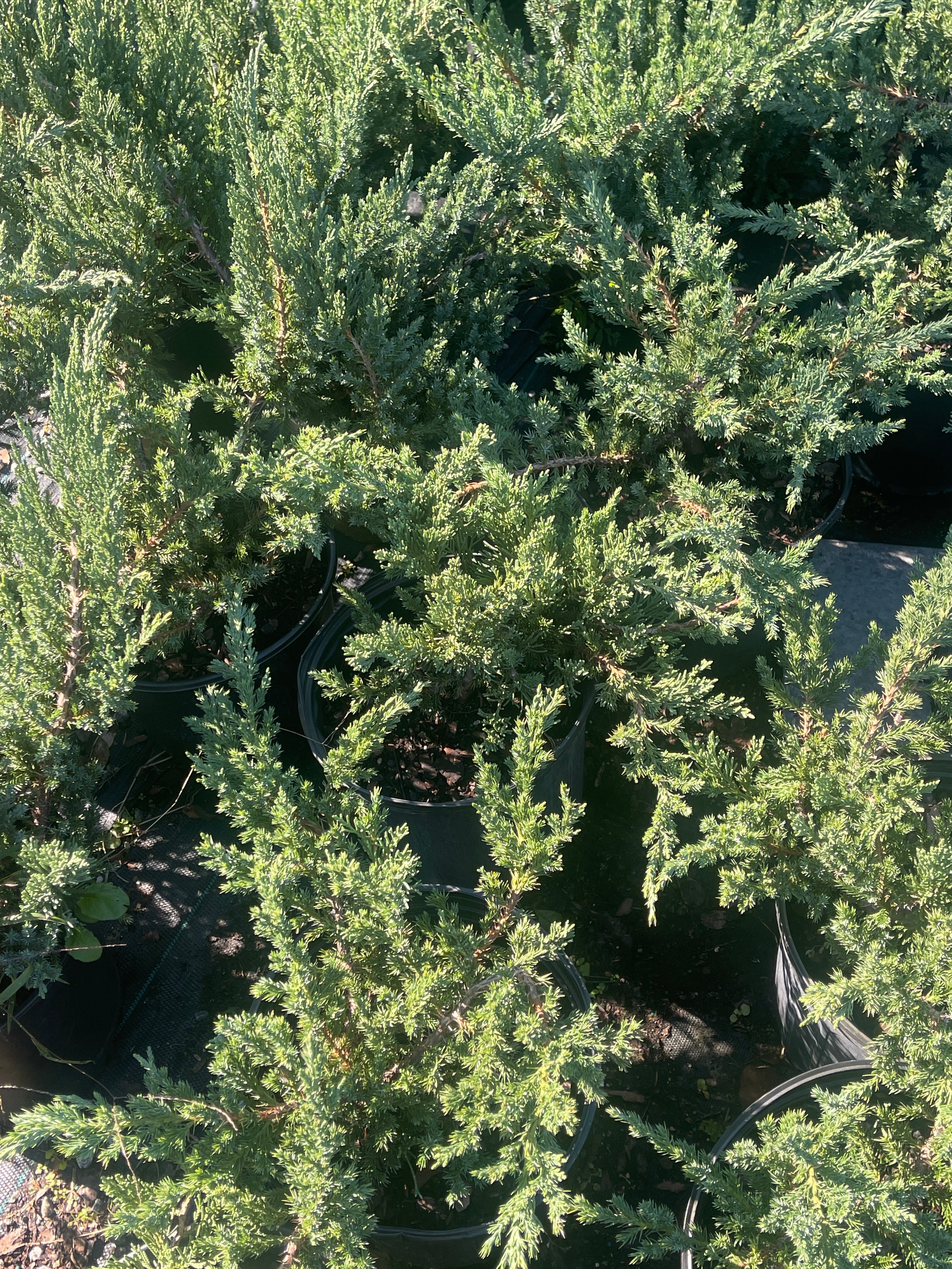 Penstemon – Liberty Landscape Supply