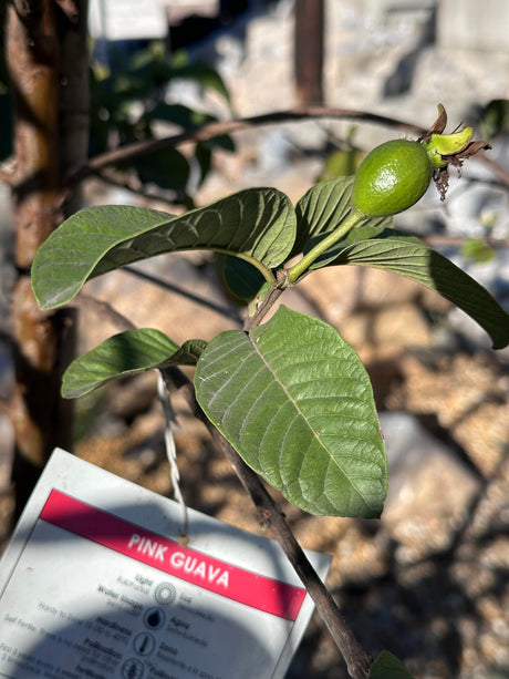 Fruit Trees