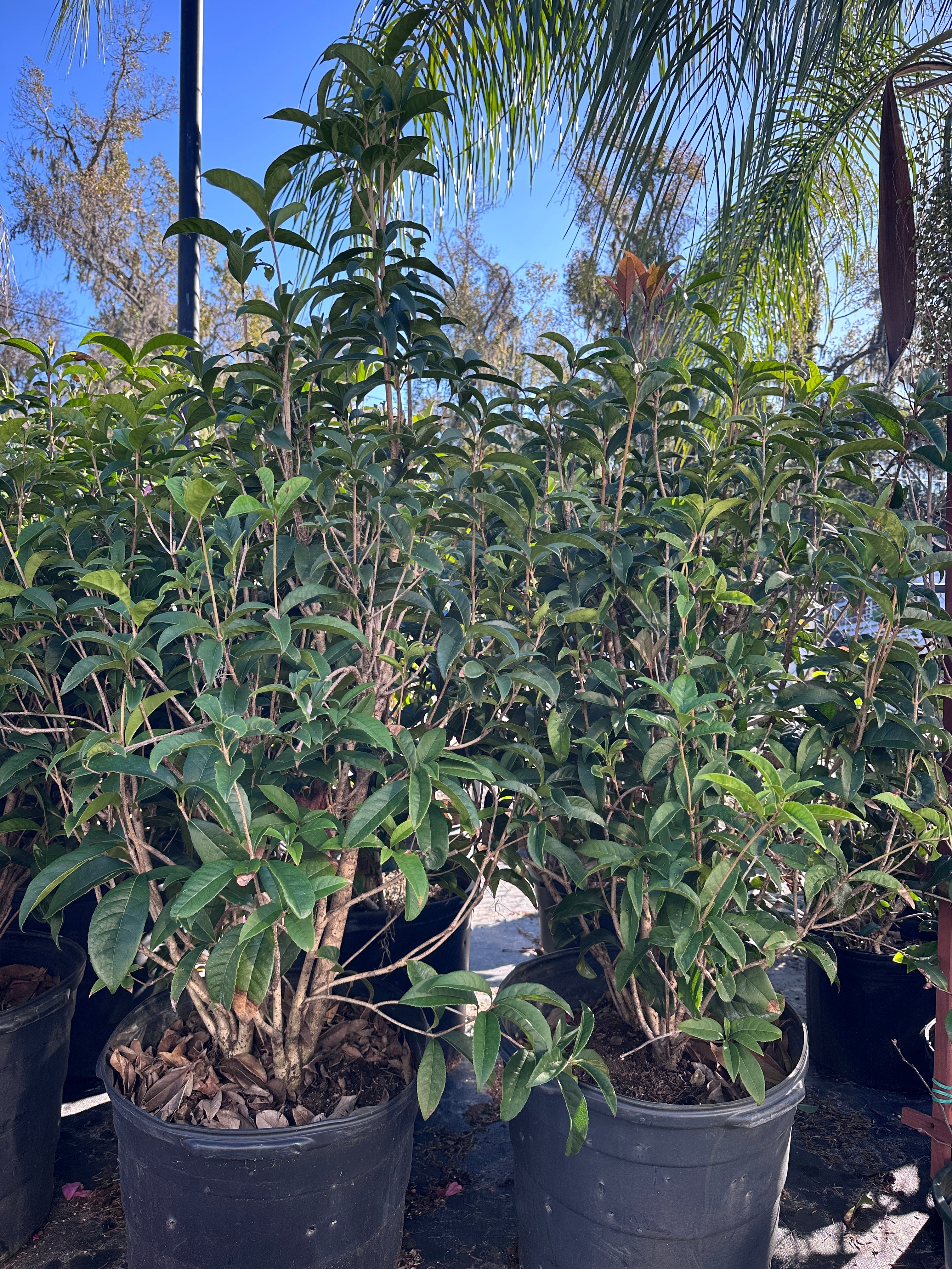 Penstemon – Liberty Landscape Supply