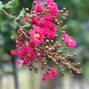 Flowering Trees