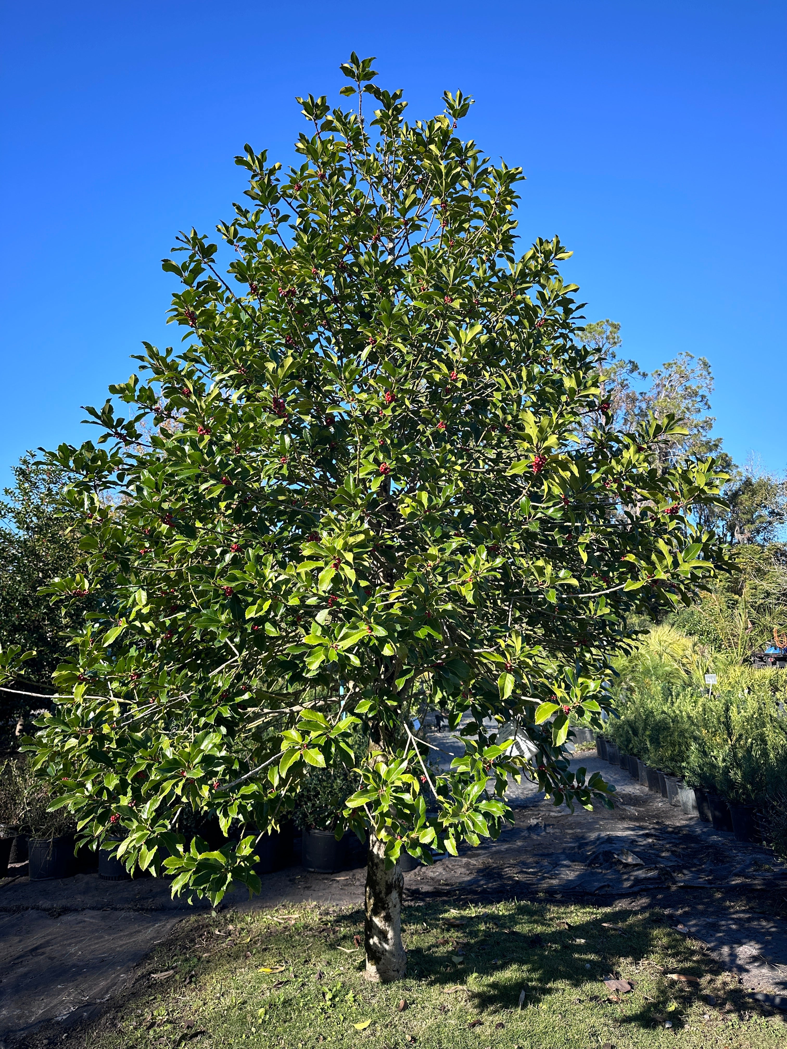 Sunshine Mimosa – Liberty Landscape Supply
