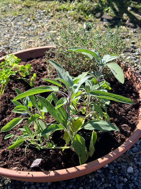 Vegetables & Herbs