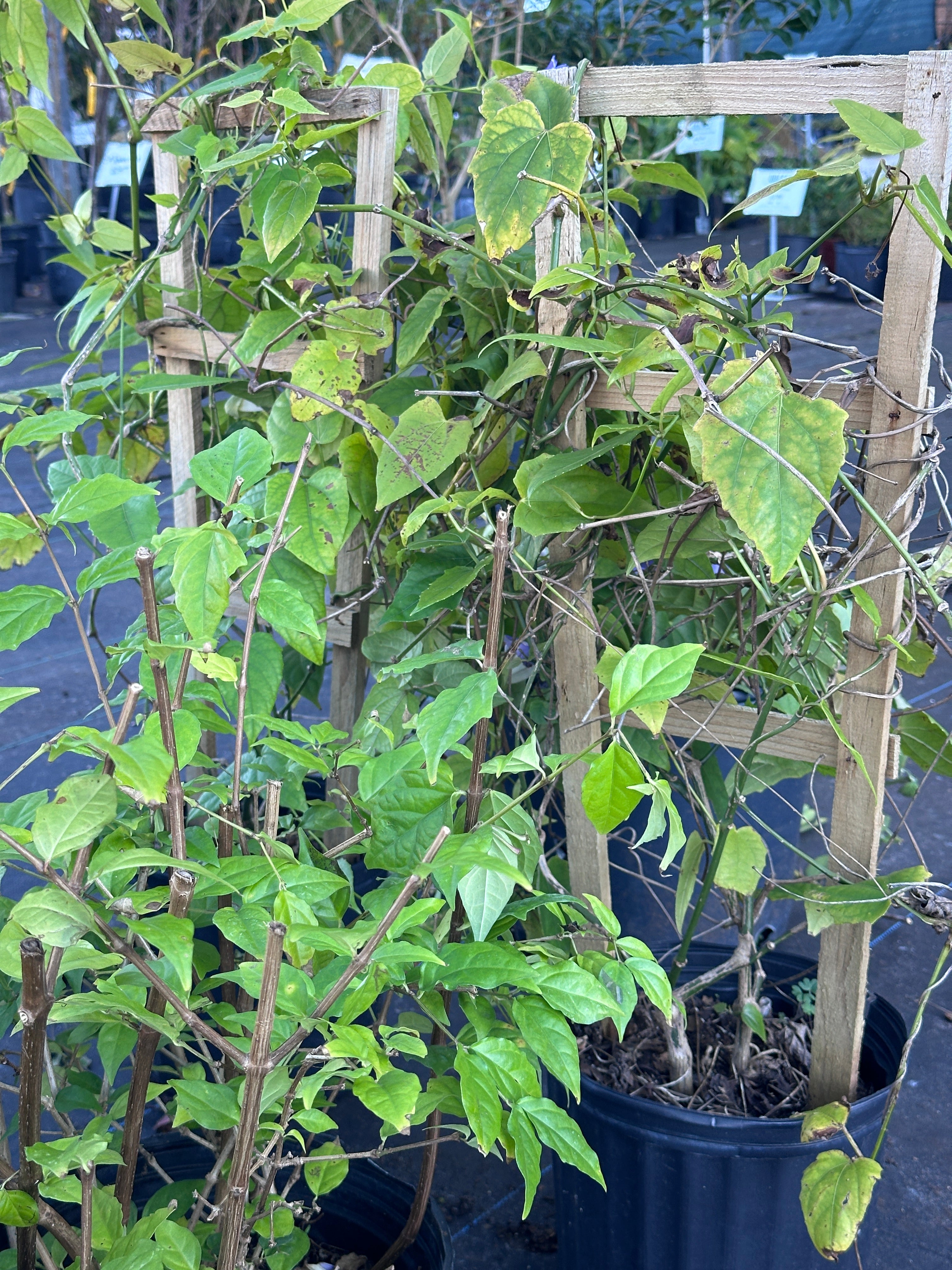 Penstemon – Liberty Landscape Supply
