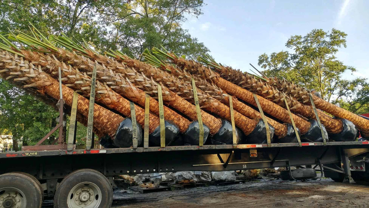 Cabbage Palm - hurricane cut