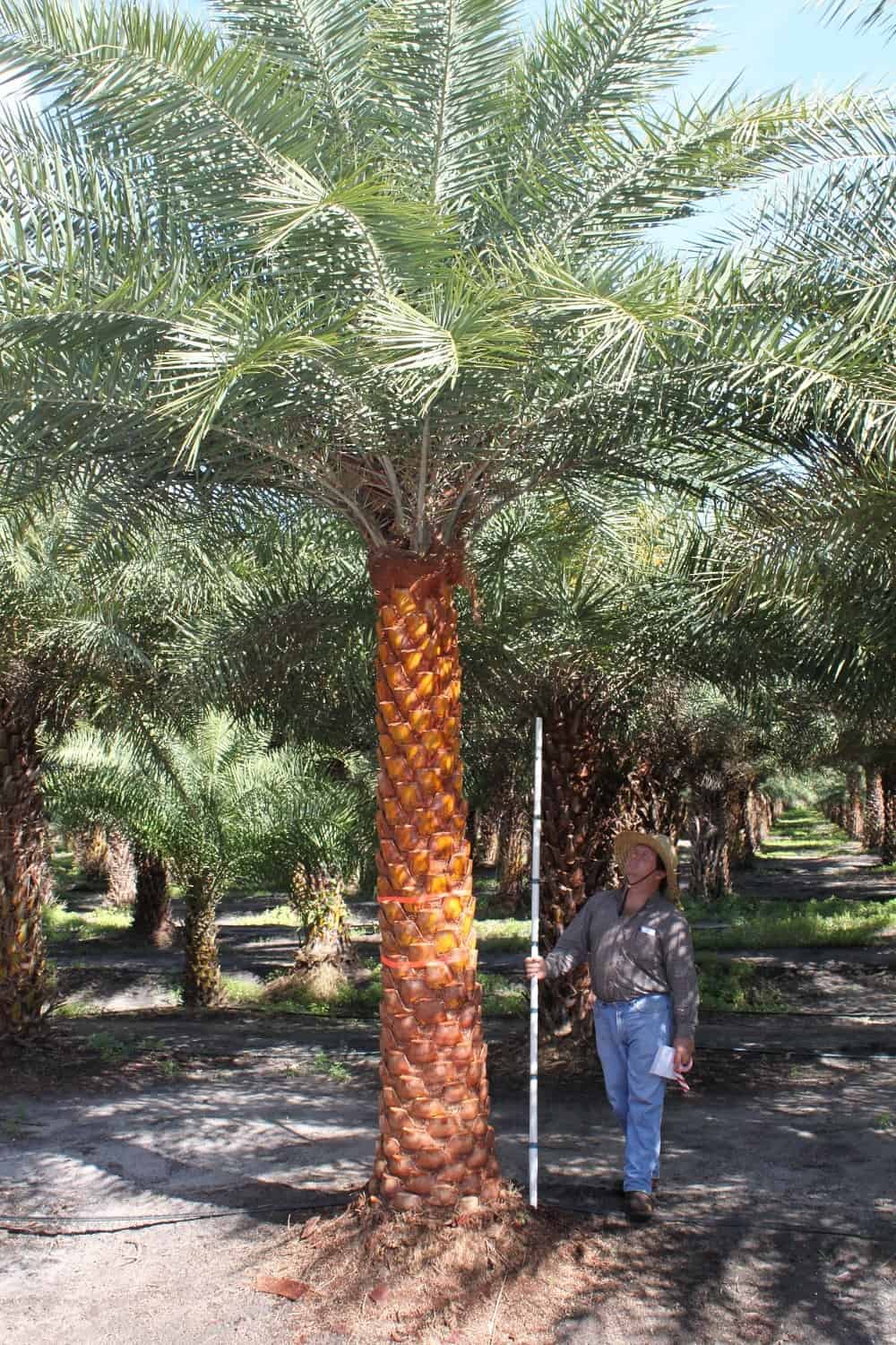 Sylvester Date Palm