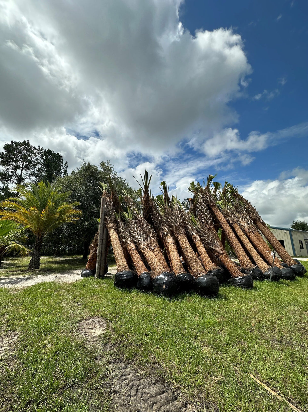 Cabbage Palm - hurricane cut