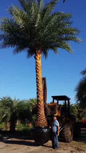 Sylvester Date Palm