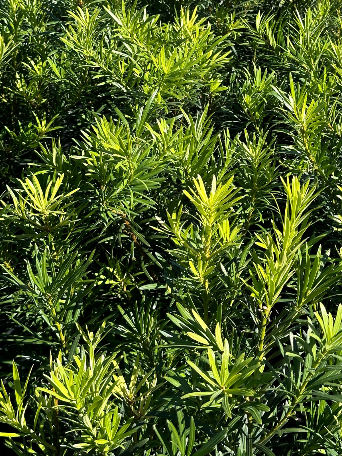 Podocarpus