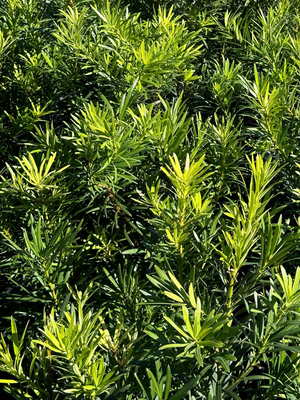 Podocarpus