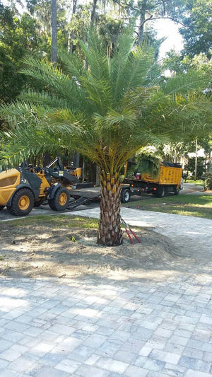 Sylvester Date Palm