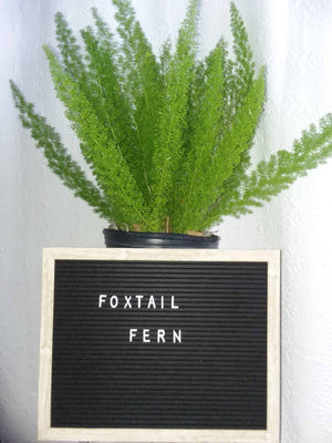 Foxtail Fern