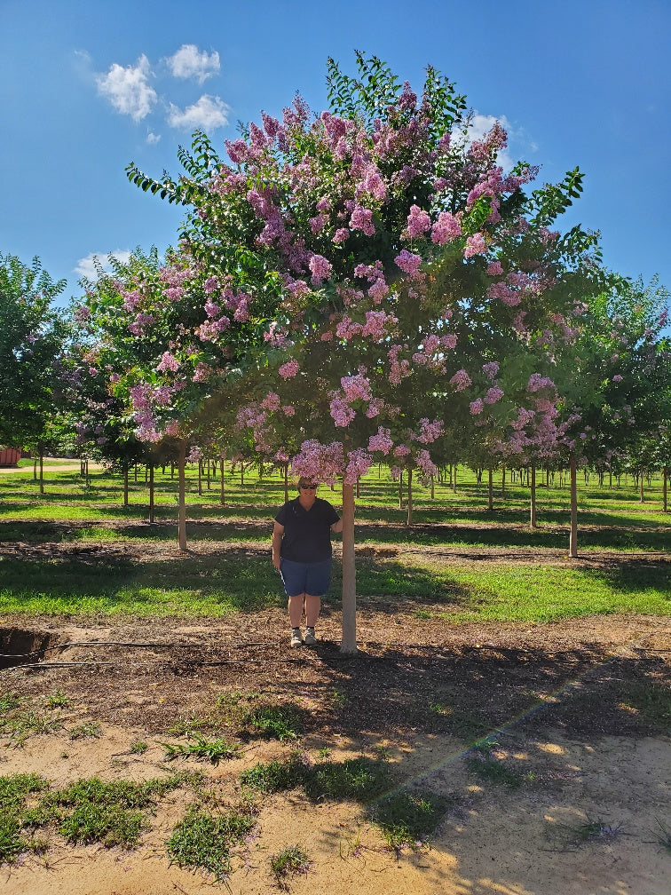 Crape Myrtle